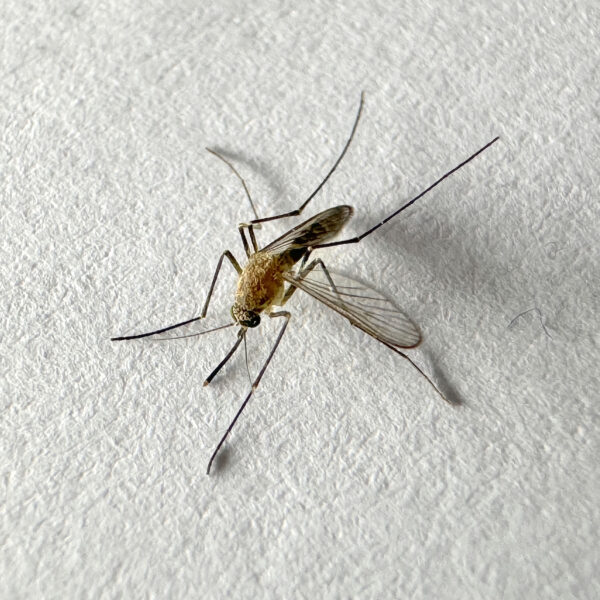 Vecteezy mosquito isolated on white paper background aedes aegypti 35551338 600x600